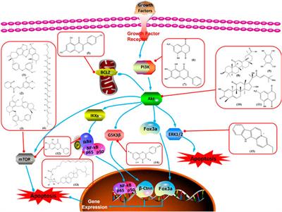 Promoting Apoptosis, a Promising Way to Treat Breast Cancer With Natural Products: A Comprehensive Review